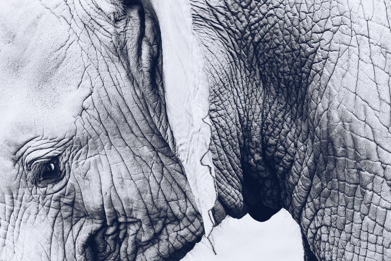 Falten in der Haut eines Elefanten zur Veranschaulichung der Faltenentstehung durch freie Radikale